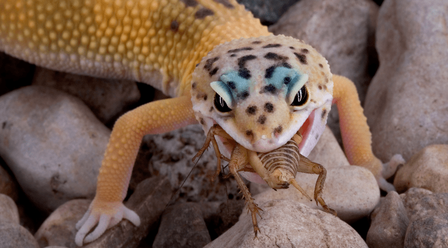 A leopard gecko feeding on a cricket