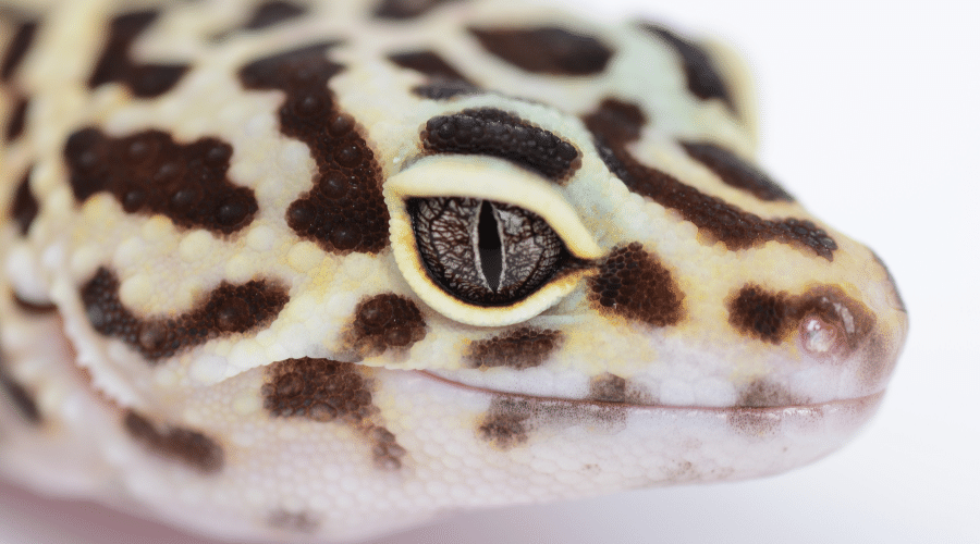 Leopard Gecko Eyes