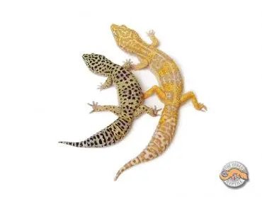 Super Giant Leopard Gecko comparison
