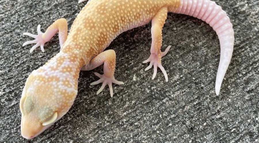 Albino Leopard Geckos – Facts & Care Guide - Regal Reptiles