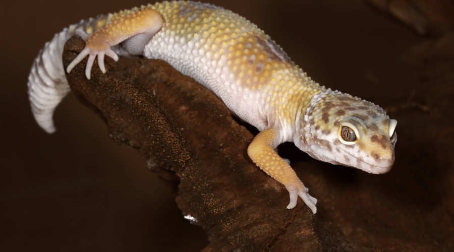 A healthy, balanced diet with all necessary supplements keeps your gecko engaged and active, even as they age