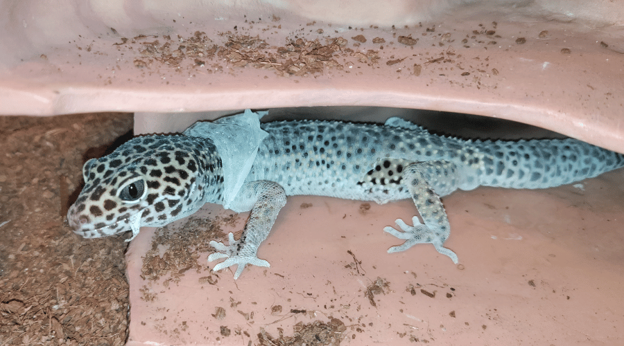 During shedding, you can see the old skin peeling off, giving your gecko a strange look. Don't be alarmed, this is normal!