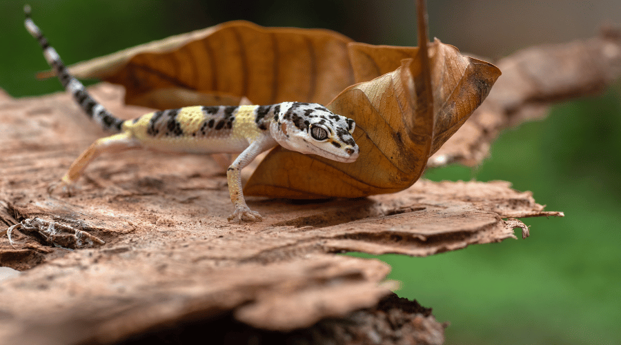 Baby leopard geckos are quite cute - but make sure you're able to raise them before you decide to hatch the eggs yourself!
