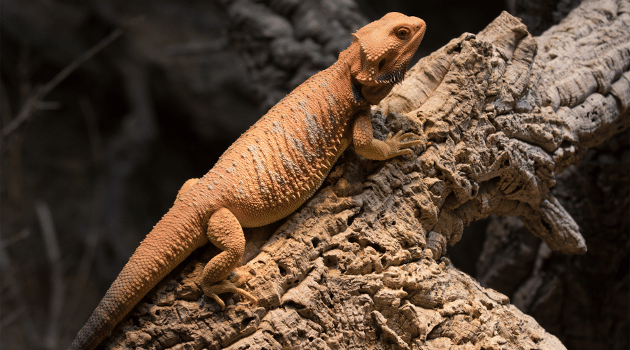 A high-quality habitat with a natural environment offers opportunities to play, explore, and hide - all important to keep your bearded dragon healthy, happy, and low on stress.