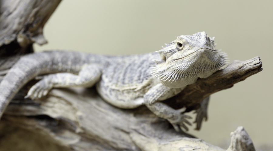 While many bearded dragons are considered lazy, they actually enjoy exercise and being active - they just need the opportunity of exciting little adventures!