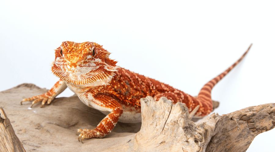Make sure to bring your beardie to the vet if you notice anything is off about them - this might just save their life!