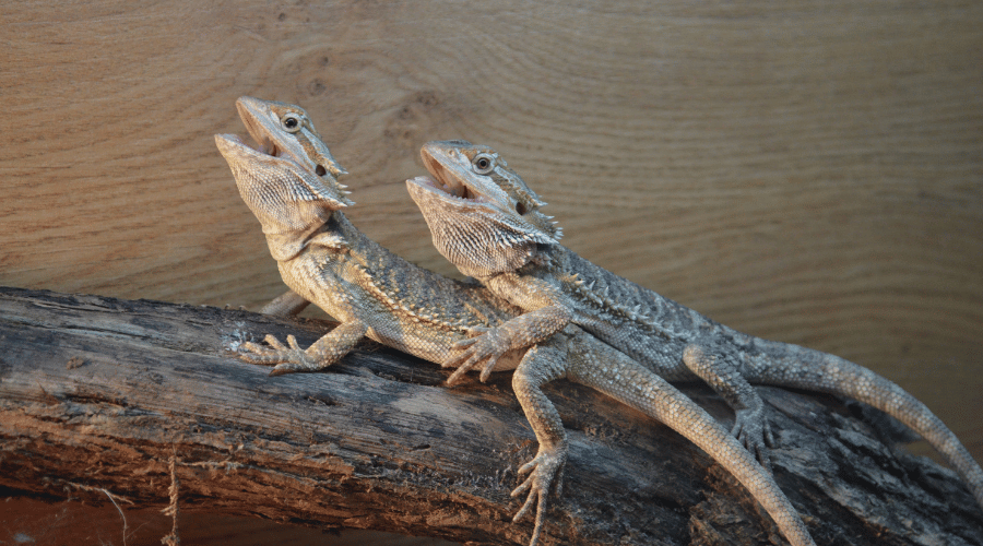 Housing male and female bearded dragons together should only be done by experienced keepers for many reasons!