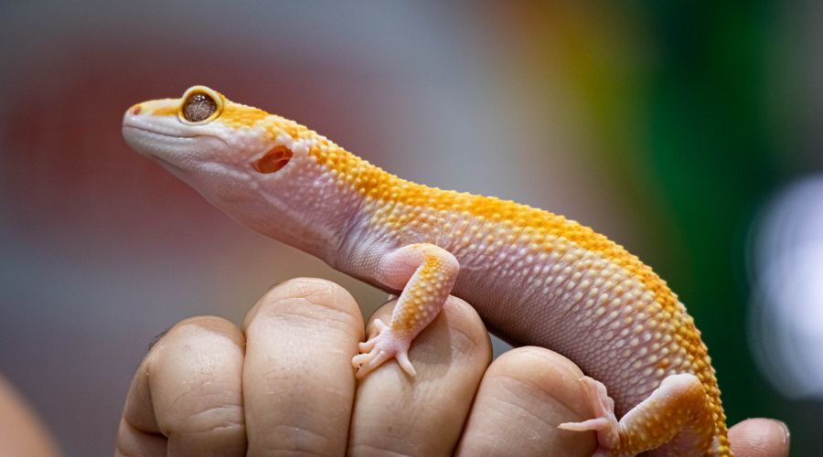 Whenever you are handling your leopard gecko, make sure to check its skin, eyes, and weight for any changes!