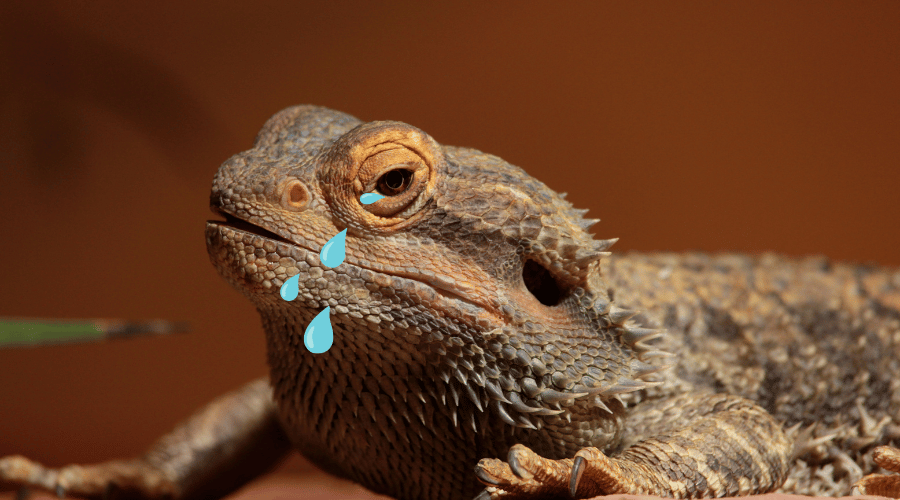 Bearded Dragons can't cry like we do, but it can look like it. It's still a bad sign if you see them "cry", though!