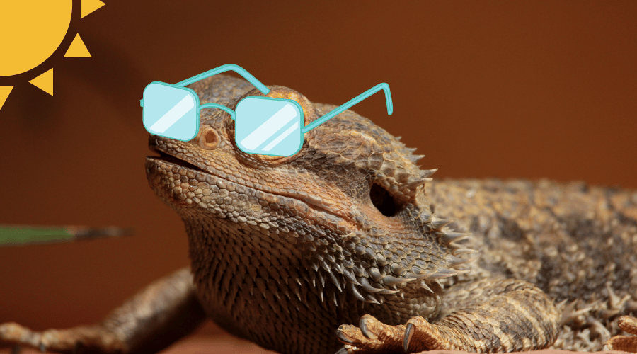Yes, bearded dragons can get sunburnt! So don't forget to get them cute sunglasses!  (just kidding)