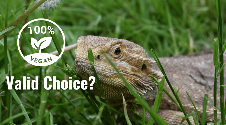Can bearded dragons be vegetarian or vegan? Or will it kill them?