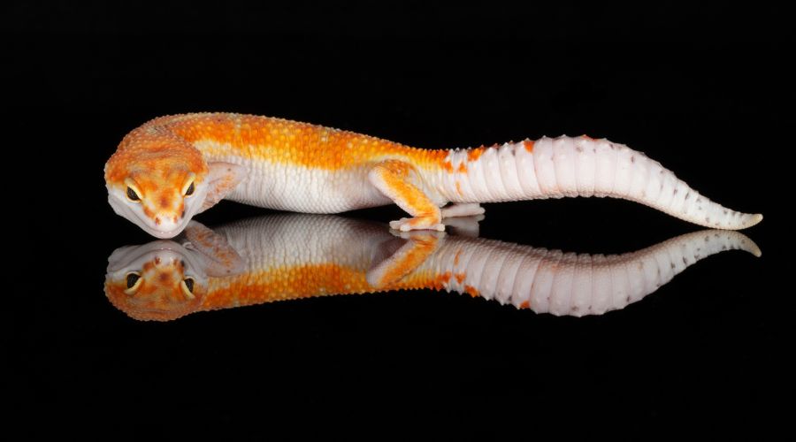 Even in the dark, leopard geckos can see enough to hunt for food.