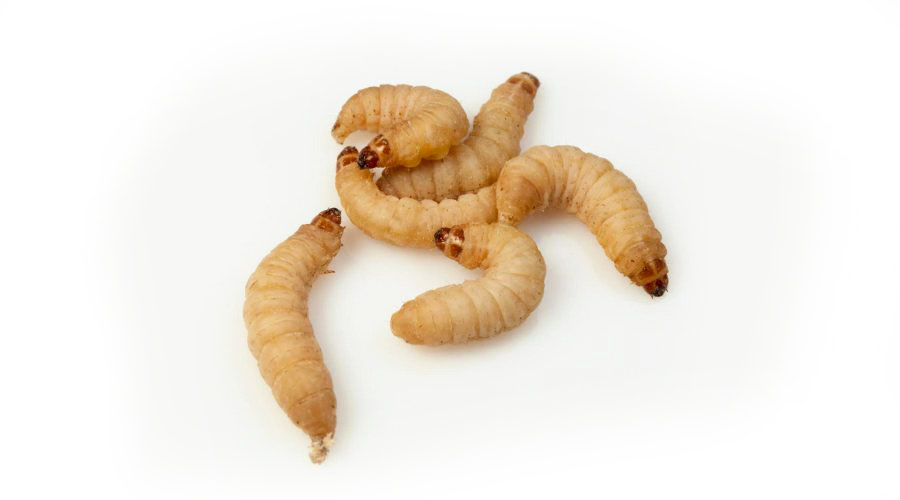 Don't overdo it! A small number of wax worms is enough, any more will lead to obesity!