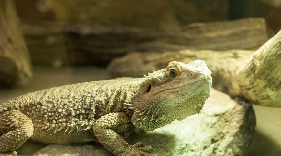Heat rocks and rocks beneath basking spots warm up the belly of your bearded dragon - an important part of self-regulation.