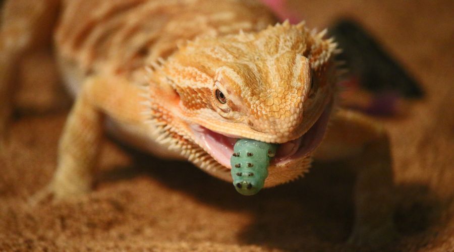 Bearded Dragons don't need to drink much, as they get most of their moisture from juicy little worms!