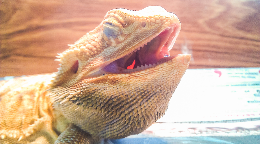 A bearded dragon eye infection can often be recognized by your pet struggling to open their eyes or eyes that look cloudy or irritated.