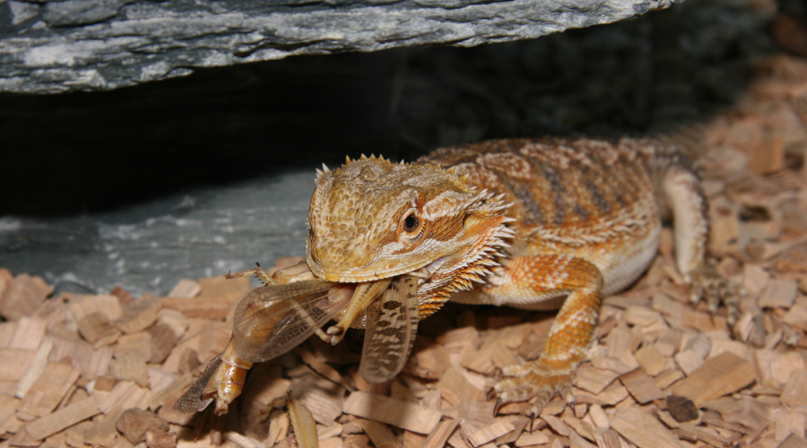 While some substrates are quick and easy to install, they may not be very comfortable or natural substrates for your bearded dragons!
