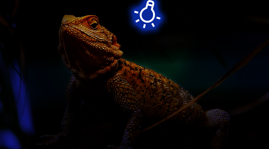 A night lamp that provides heat is almost necessary, but a night light should only be used briefly to observe your bearded dragon at night.  