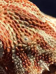 The third eye of bearded dragons isn't always this easy to see!