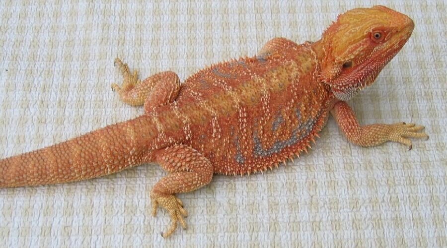 Hypomelanistic Bearded Dragon Morphs can come in many different colors, depending on the other genetic traits they are paired with.
