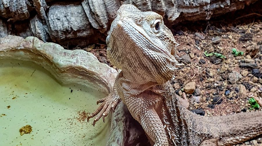 Water dishes have an impact on humidity levels in bearded dragon tanks. A bigger one can help you raise the humidity with minimal effort!