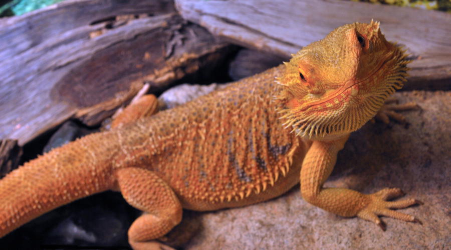 When eating insects from the ground, the sand can cause impaction in your bearded dragon's digestive system.