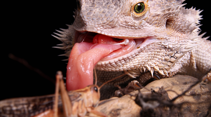 Lean insects like crickets, roaches, and certain worms are the staple protein source for bearded dragons.