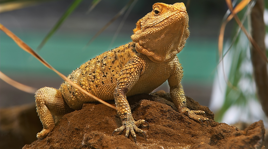 A bioactive bearded dragon enclosure allows for a much more natural environment which is more engaging and healthy for your little pet!