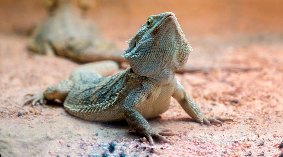 A natural substrate for bearded dragons should be arid and sandy, mimicking their native desert-like environment in Australia.