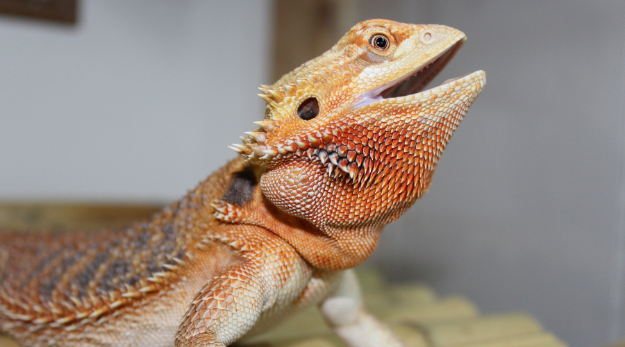 If you monitor your beardie's basking habits, you'll notice if something is off - which could be a faulty UVB lamp