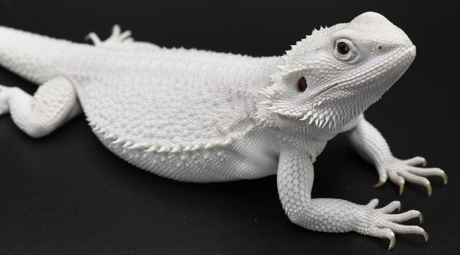 The unique zero bearded dragon morph is easily recognizable with its completely white appearance - almost ghost-like!