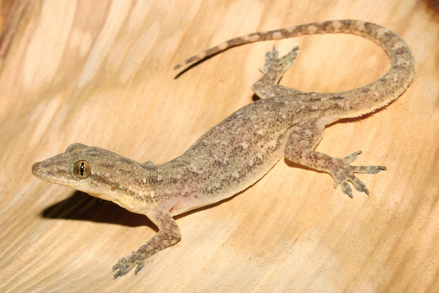 Indo-Pacific Gecko in Hawaii