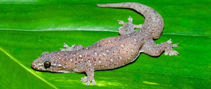 Stump Toed Gecko in Hawaii