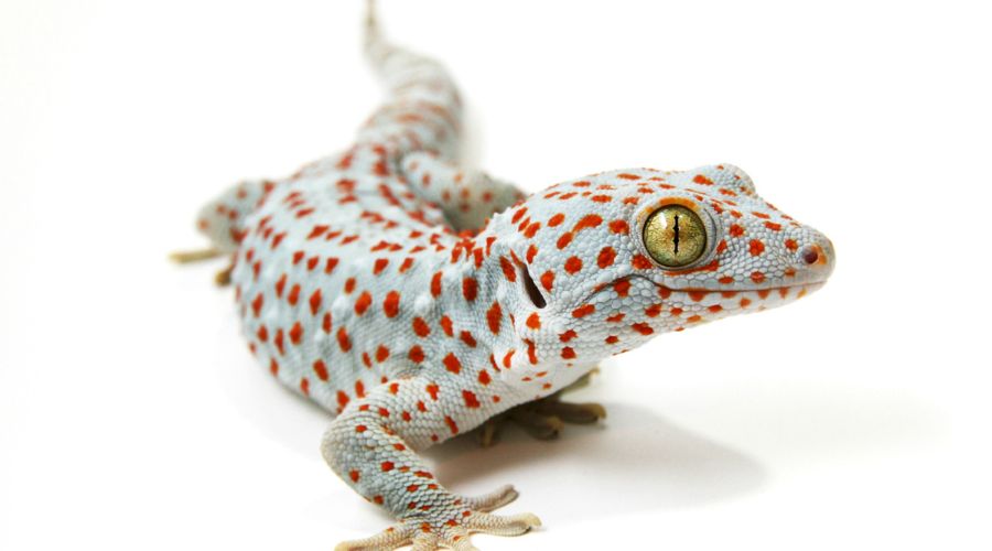 Tokay Gecko in Hawaii
